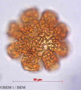 ISEM 1/Amphilophium_paniculatum_29234/Amphilophium_paniculatum_29234_0001(copy)_thumb.jpg